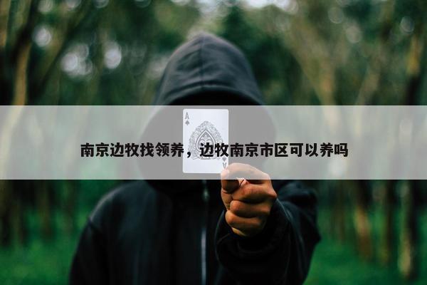 南京边牧找领养，边牧南京市区可以养吗