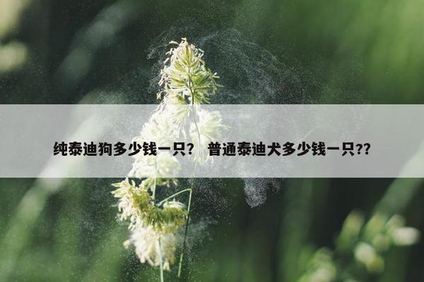 纯泰迪狗多少钱一只? 普通泰迪犬多少钱一只?? 纯泰迪狗多少钱一只? 普通泰迪犬多少钱一只??