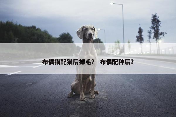 布偶猫配猫后掉毛？ 布偶配种后？