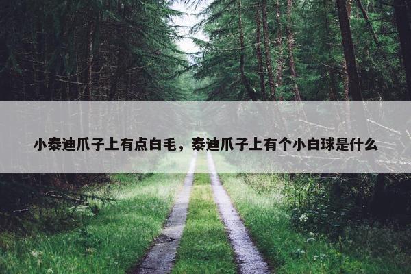 小泰迪爪子上有点白毛，泰迪爪子上有个小白球是什么