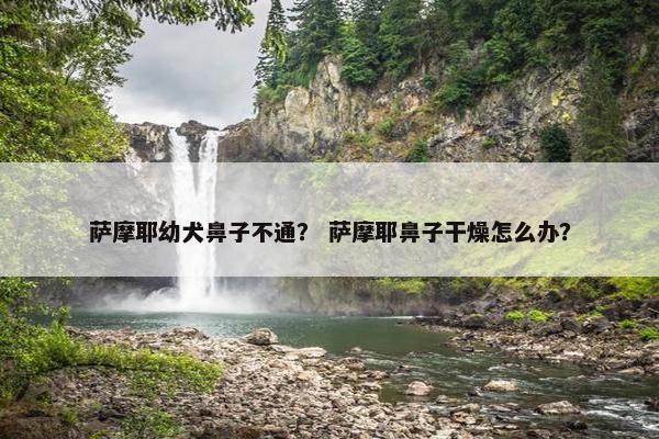 萨摩耶幼犬鼻子不通？ 萨摩耶鼻子干燥怎么办？