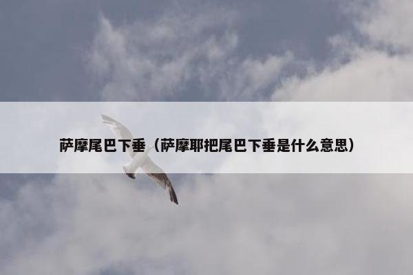 萨摩尾巴下垂（萨摩耶把尾巴下垂是什么意思）