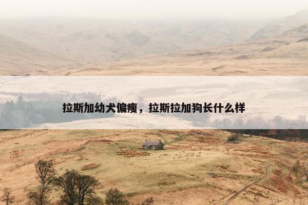 拉斯加幼犬偏瘦，拉斯拉加狗长什么样