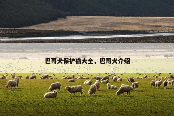 巴哥犬保护猫大全，巴哥犬介绍