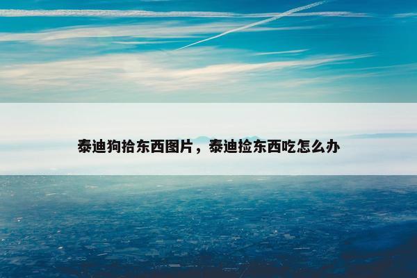 泰迪狗拾东西图片，泰迪捡东西吃怎么办