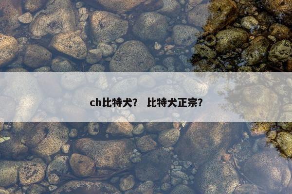 ch比特犬？ 比特犬正宗？