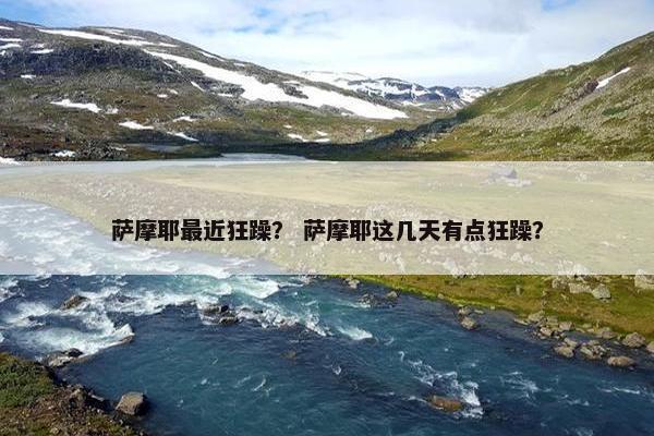 萨摩耶最近狂躁？ 萨摩耶这几天有点狂躁？