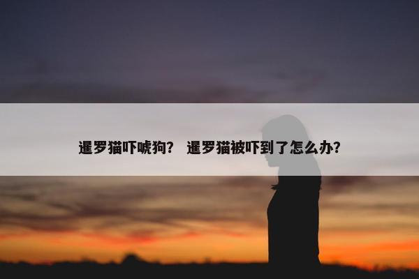 暹罗猫吓唬狗？ 暹罗猫被吓到了怎么办？
