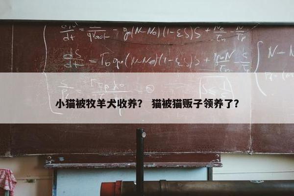 小猫被牧羊犬收养？ 猫被猫贩子领养了？