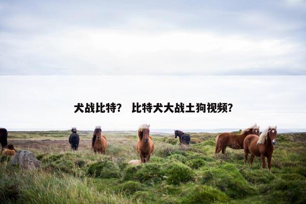 犬战比特？ 比特犬大战土狗视频？