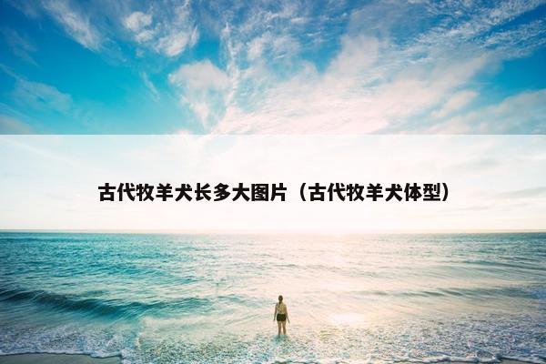 古代牧羊犬长多大图片（古代牧羊犬体型）