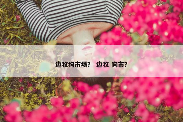 边牧狗市场？ 边牧 狗市？