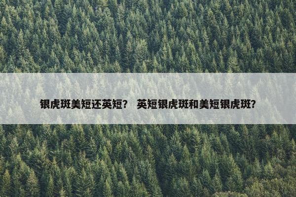 银虎斑美短还英短？ 英短银虎斑和美短银虎斑？
