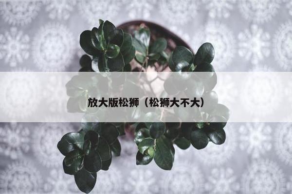 放大版松狮（松狮大不大）