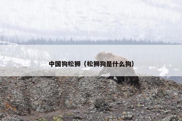 中国狗松狮（松狮狗是什么狗）