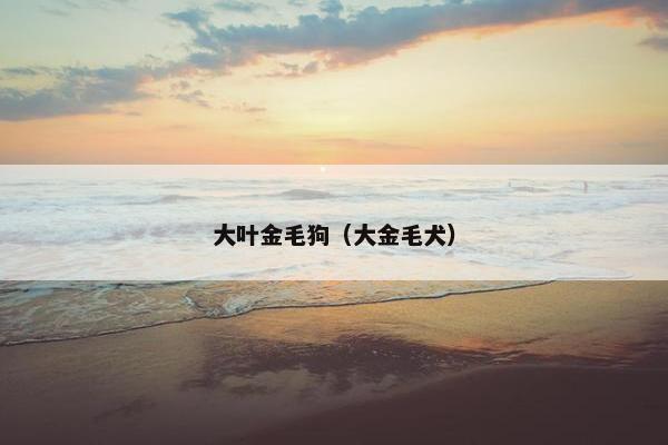 大叶金毛狗（大金毛犬）