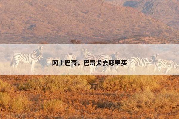 网上巴哥，巴哥犬去哪里买