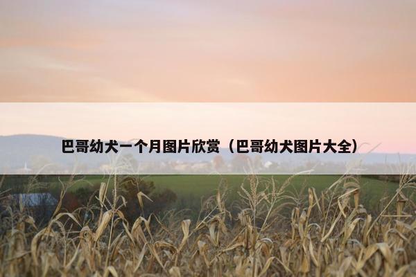 巴哥幼犬一个月图片欣赏（巴哥幼犬图片大全）