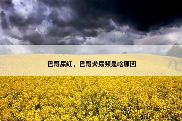 巴哥尿红，巴哥犬尿频是啥原因