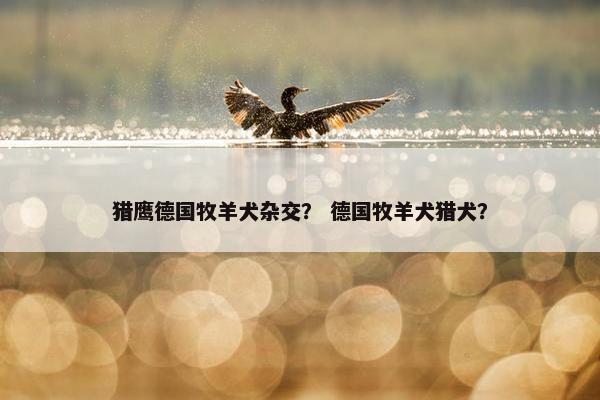 猎鹰德国牧羊犬杂交？ 德国牧羊犬猎犬？