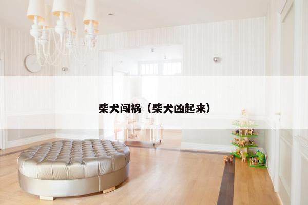 柴犬闯祸（柴犬凶起来）