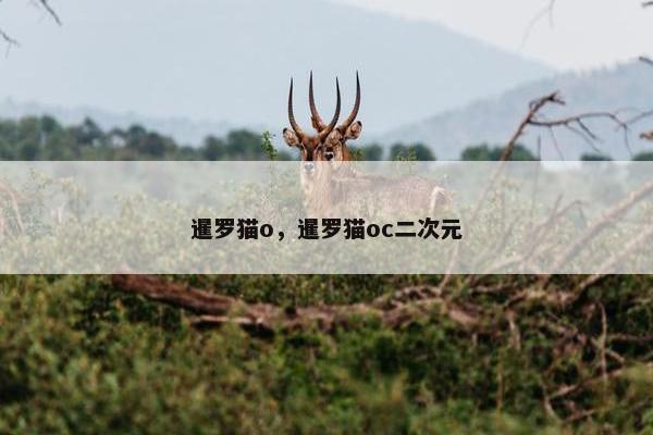 暹罗猫o,暹罗猫oc二次元 暹罗猫o,暹罗猫oc二次元