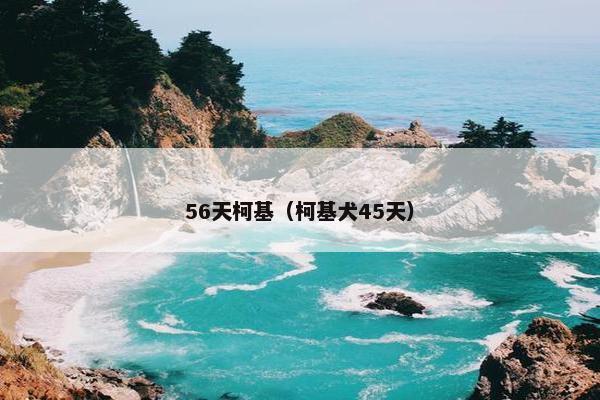 56天柯基（柯基犬45天）