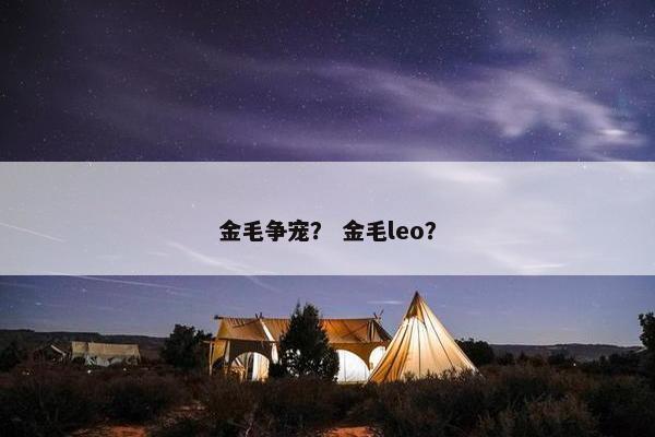金毛争宠？ 金毛leo？