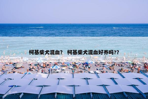 柯基柴犬混血？ 柯基柴犬混血好养吗?？