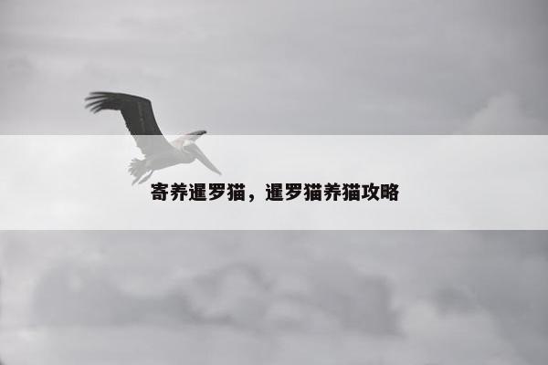寄养暹罗猫，暹罗猫养猫攻略