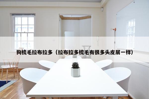 狗梳毛拉布拉多（拉布拉多梳毛有很多头皮屑一样）