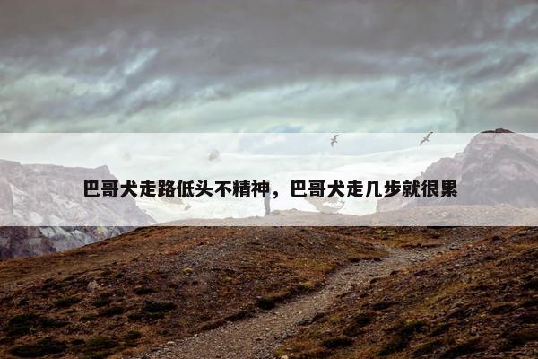 巴哥犬走路低头不精神，巴哥犬走几步就很累