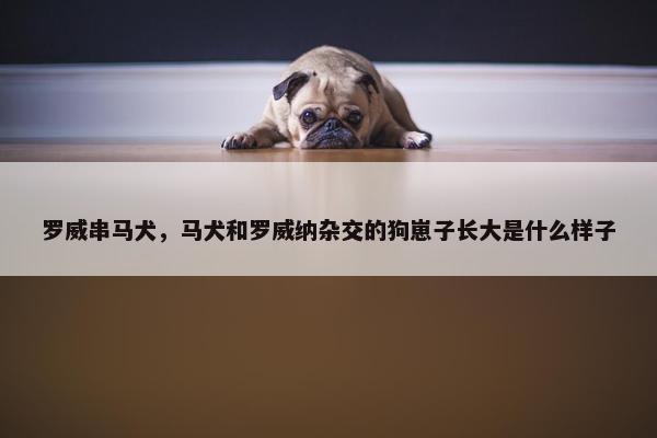 罗威串马犬，马犬和罗威纳杂交的狗崽子长大是什么样子