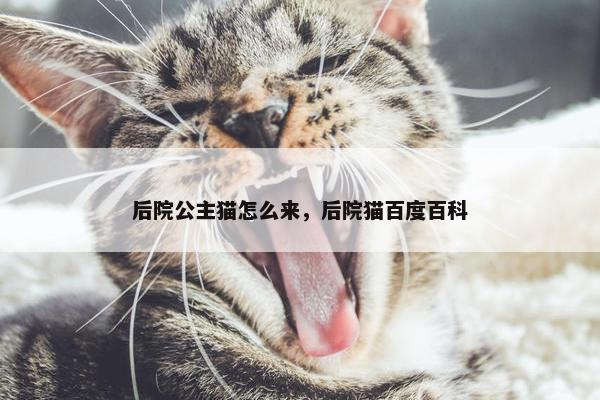 后院公主猫怎么来，后院猫百度百科