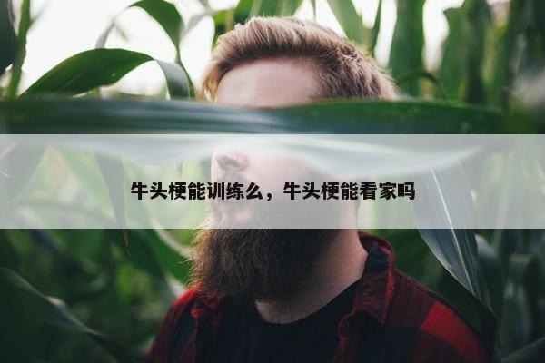 牛头梗能训练么，牛头梗能看家吗