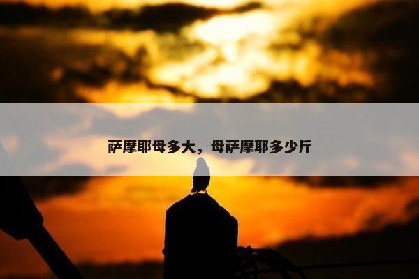 萨摩耶母多大，母萨摩耶多少斤