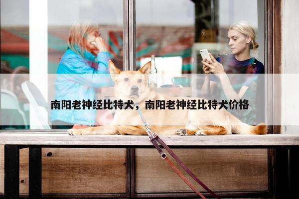 南阳老神经比特犬，南阳老神经比特犬价格