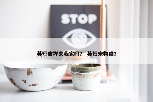 英短吉祥来我家吗？ 英短宠物猫？