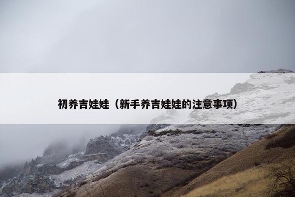 初养吉娃娃（新手养吉娃娃的注意事项）