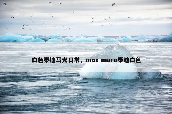 白色泰迪马犬日常，max mara泰迪白色