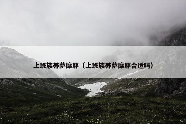 上班族养萨摩耶（上班族养萨摩耶合适吗）