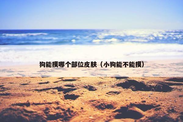 狗能摸哪个部位皮肤（小狗能不能摸）