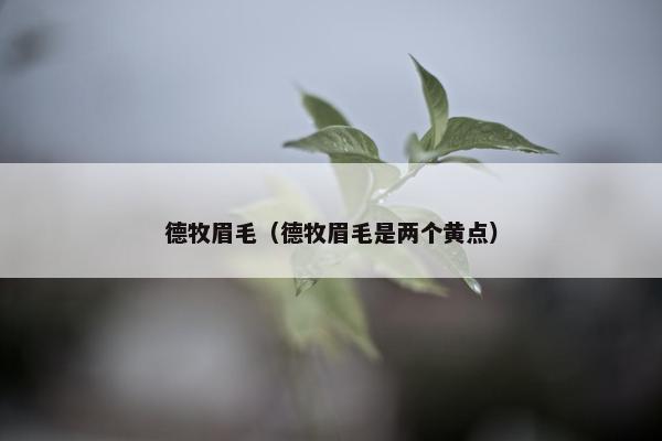 德牧眉毛（德牧眉毛是两个黄点）