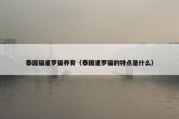 泰国猫暹罗猫养育（泰国暹罗猫的特点是什么）