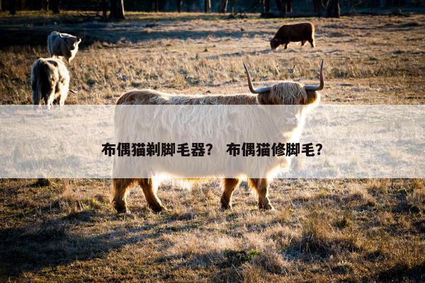 布偶猫剃脚毛器？ 布偶猫修脚毛？