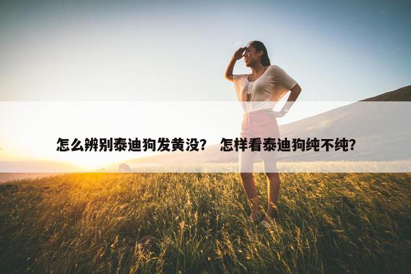 怎么辨别泰迪狗发黄没？ 怎样看泰迪狗纯不纯？