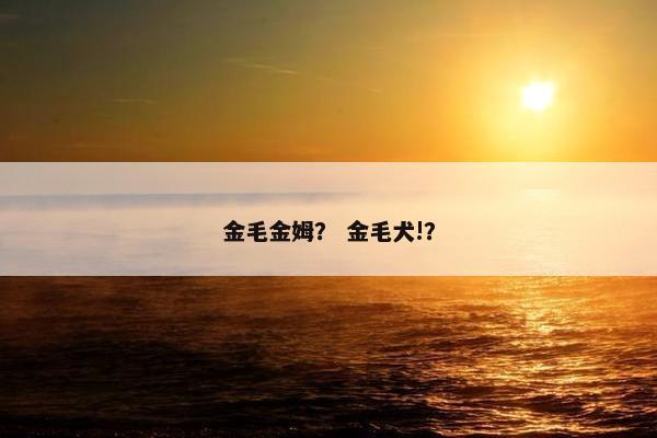 金毛金姆？ 金毛犬!？