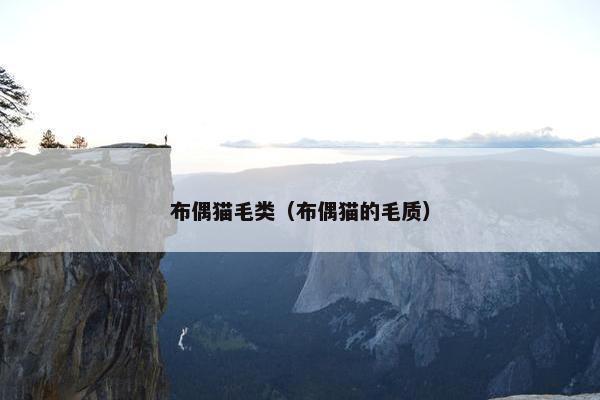 布偶猫毛类（布偶猫的毛质）