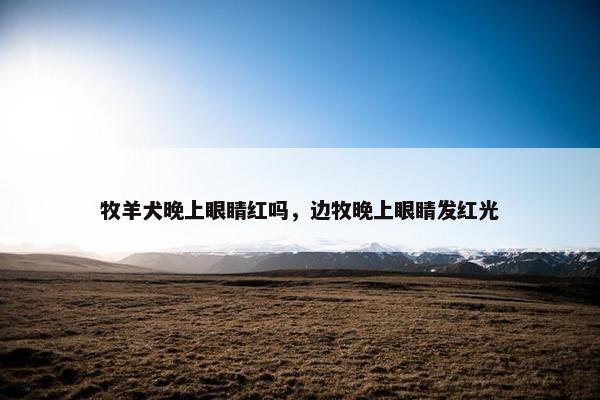 牧羊犬晚上眼睛红吗，边牧晚上眼睛发红光