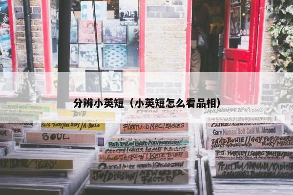分辨小英短（小英短怎么看品相）